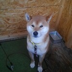 用戶對於犬のやきいも屋さん的評論圖