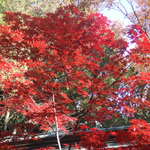 User's review image for 石窯パン ふじみ 妙法寺東店