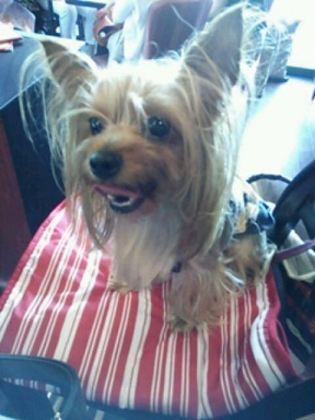 User's review image for Calva