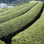 User's review image for 和束茶屋　山甚