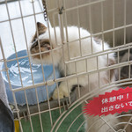 User's review image for 保護犬＆保護猫カフェ 寺田町店