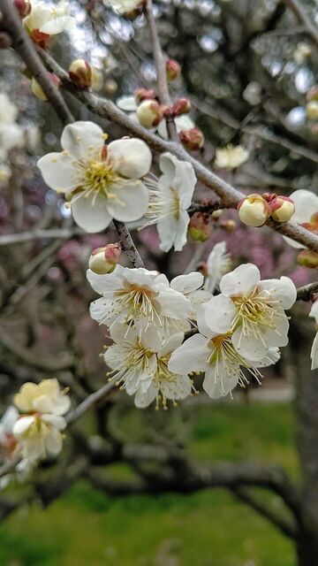 用戶對於朝日堂琮源 西店的評論高清圖