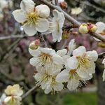 用戶對於朝日堂琮源 西店的評論圖