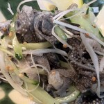 用戶對於正泰苑 総本店的評論圖