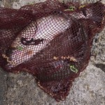 用户对于レストラン 千早川的评论图