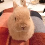 User's review image for ミス・バニー