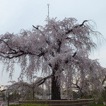 User's review image for 開花亭