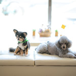 User's review image for 保護犬＆保護猫カフェ 寺田町店