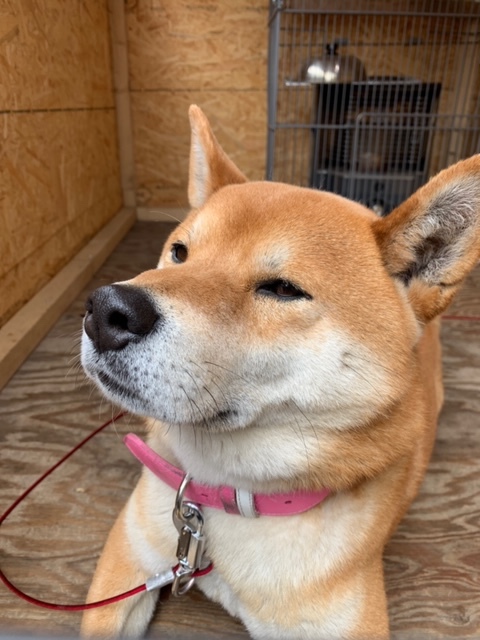 用戶對於犬のやきいも屋さん的評論圖
