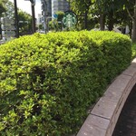 用户对于スターバックス・コーヒー 順天堂大学病院店的评论图