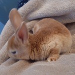 User's review image for ミス・バニー