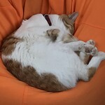 User's review image for Yogibo Versailles Resort Farm CAFE