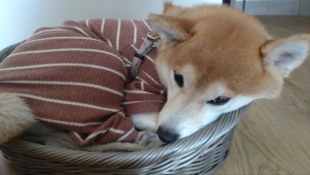 User's recommendation image for シオユメソウケンリノベーションカフェ