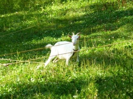 User's review image for やぎや