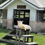 User's review image for ファームレストラン千代田