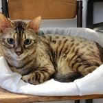 用戶對於泰風佳日的評論圖