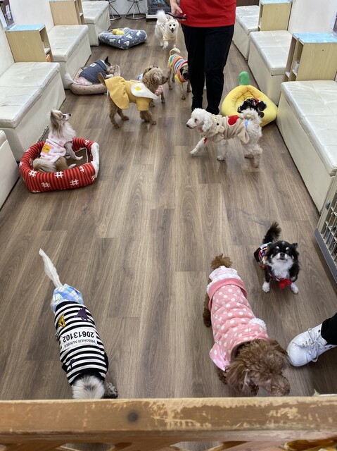 User's recommendation image for 保護犬＆保護猫カフェ 寺田町店