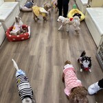 User's review image for 保護犬＆保護猫カフェ 寺田町店