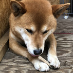 用戶對於犬のやきいも屋さん的評論圖