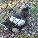 用戶對於多摩動物公園アフリカ園休憩所的評論圖