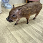 用户对于マイピッグカフェ イオンモール札幌発寒店的评论图