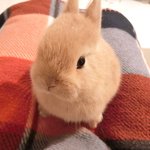 User's review image for ミス・バニー