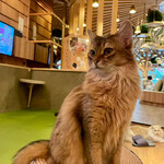 用戶對於猫カフェMOCHA 秋葉原店的評論圖