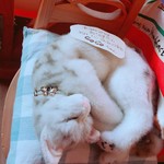 User's review image for ココット カフェ