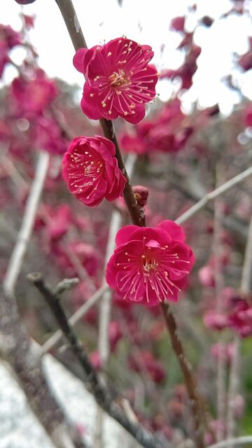 用戶對於朝日堂琮源 西店的評論高清圖