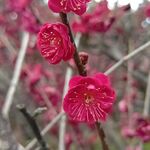 用戶對於朝日堂琮源 西店的評論圖