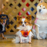 User's review image for 保護犬＆保護猫カフェ 寺田町店