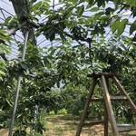 用戶對於さくらんぼ山観光農園的評論圖