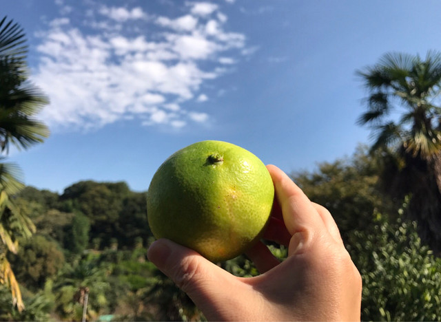 用戶對於城山オレンヂ園的評論高清圖