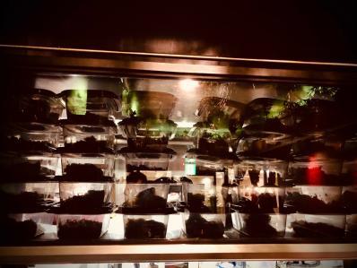 用戶對於Shisha Lounge Ginza的評論圖