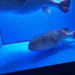 用戶對於大阪とらふぐの会　 本店的評論圖