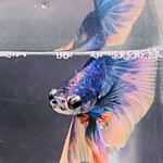 用戶對於AQUA GARDEN KYOTO的評論圖