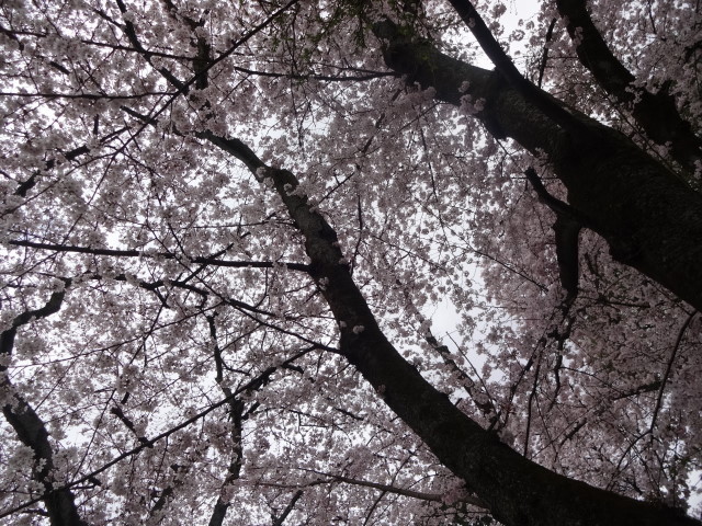 用户对于走井餅老舗 石清水八幡宮境内店的评论图