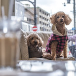 User's review image for 保護犬＆保護猫カフェ 寺田町店