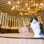 restaurant cover