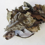 一保堂 日本橋三越店的實拍圖