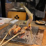 ロバタノカリスマ的實拍圖