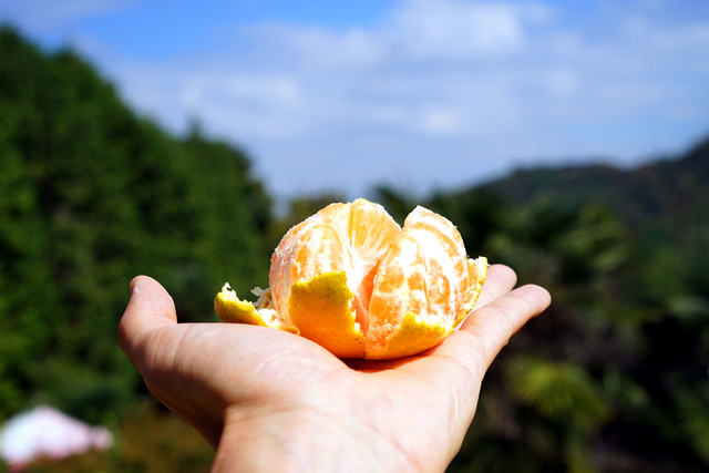 城山オレンヂ園的實拍高清圖