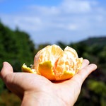 城山オレンヂ園的實拍圖
