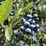 ニトリ観光果樹園的實拍圖