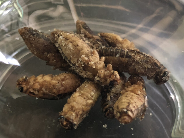 爬虫類バー ゴルゴーン的實拍高清圖