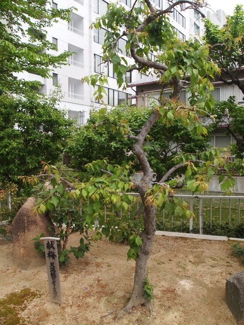 星合茶寮的實拍高清圖