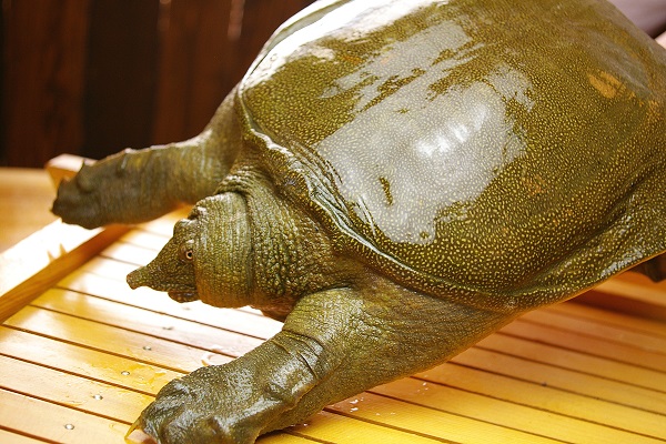 recommendations image for くぼた