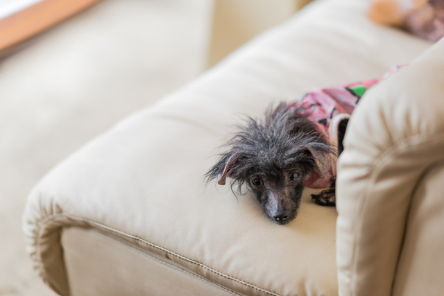 recommendations image for 保護犬＆保護猫カフェ 寺田町店