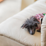 recommendations for 保護犬＆保護猫カフェ 寺田町店