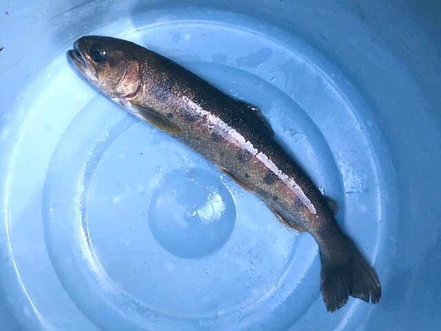 辻野養魚場的實拍高清圖